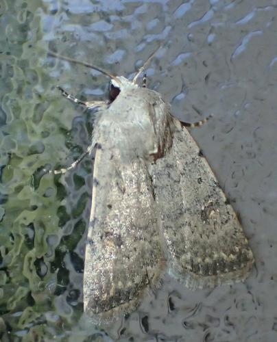 Caradrina sp.
